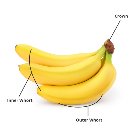 Parts Of A Banana Fruit