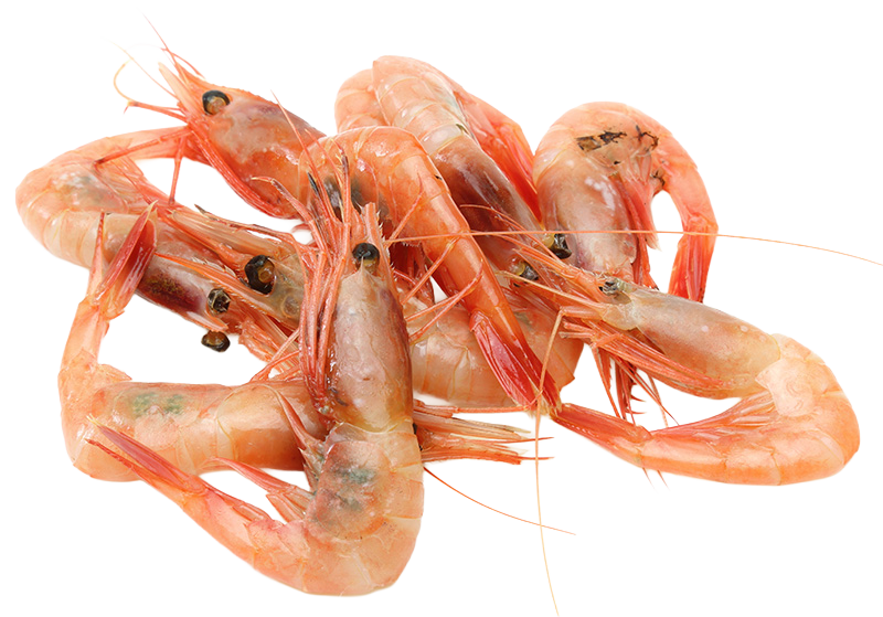 Northern Pink Shrimp