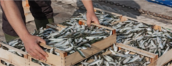 Sustainable seafood photo