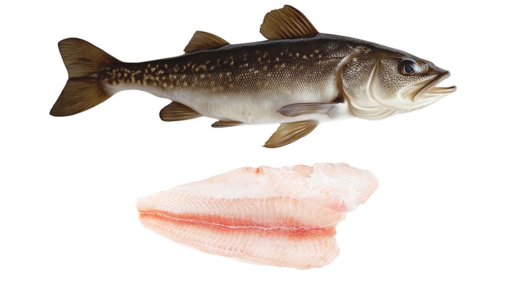 Cod, Haddock and Pollock